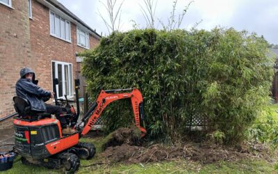 Bamboo removal: dealing with a serious bamboo issue