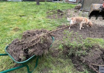 A garden during bamboo removal using a mini digger and driver hire service by The Mini Digger Guy
