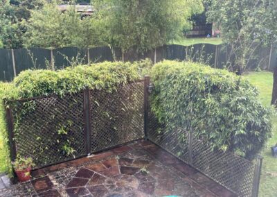 A garden before bamboo removal using a mini digger and driver hire service by The Mini Digger Guy